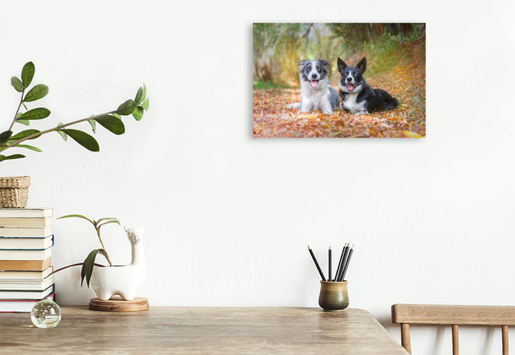 Premium Textil-Leinwand Premium Textil-Leinwand 120 cm x 80 cm quer Border Collies im herbstlichen Wald