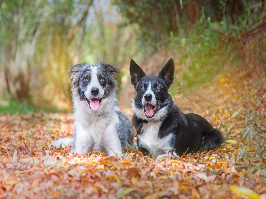 Border Collies im herbstlichen Wald - CALVENDO Foto-Puzzle'