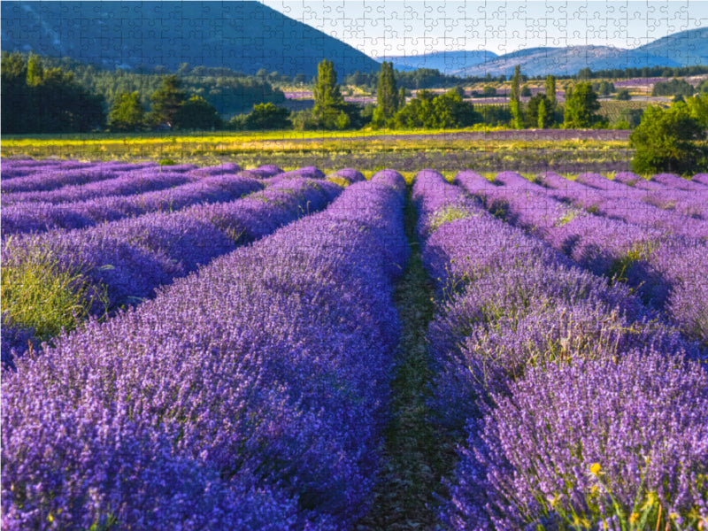 Lavender field in southern France - CALVENDO photo puzzle 