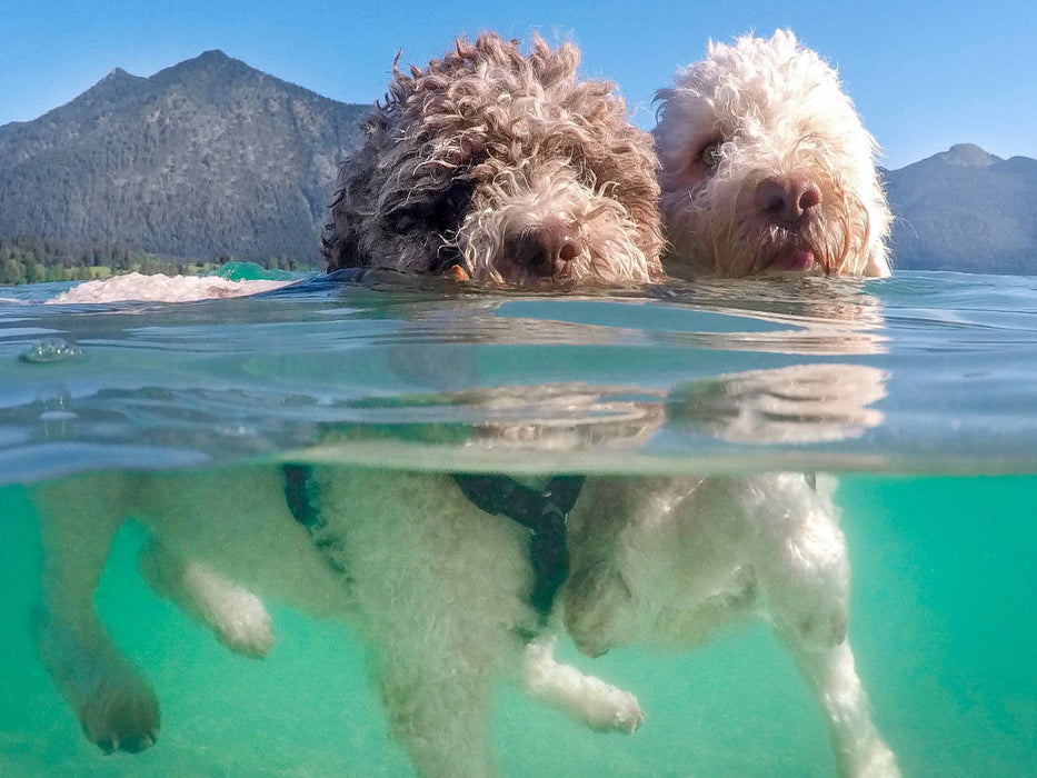 Lagotto Romagnolo Paar beim Schwimmen mit Unterwasseransicht - CALVENDO Foto-Puzzle'