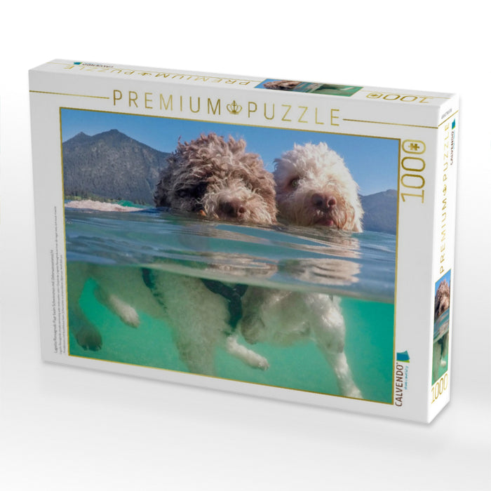 Lagotto Romagnolo Paar beim Schwimmen mit Unterwasseransicht - CALVENDO Foto-Puzzle'