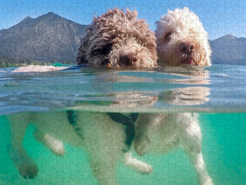 Lagotto Romagnolo Paar beim Schwimmen mit Unterwasseransicht - CALVENDO Foto-Puzzle'