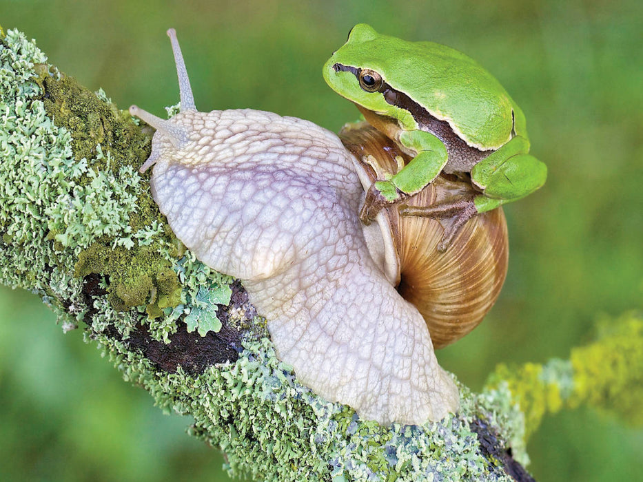 Laubfrosch/Weinbergschnecke - CALVENDO Foto-Puzzle'
