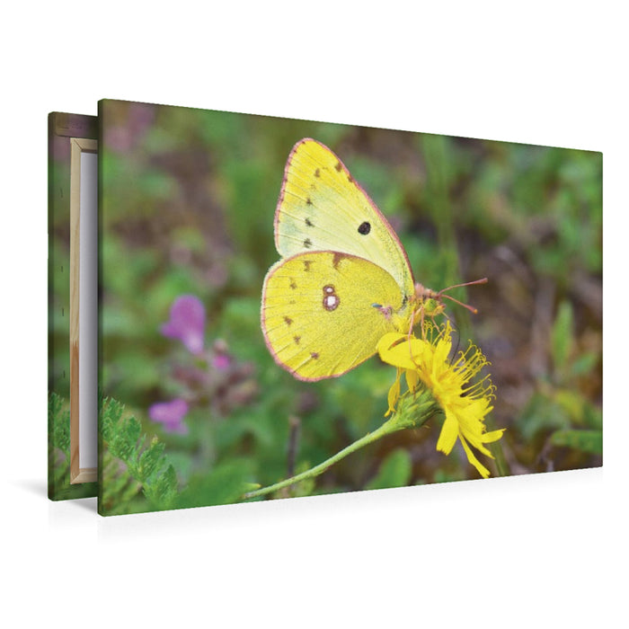 Premium Textil-Leinwand Hufeisenkleegelbling