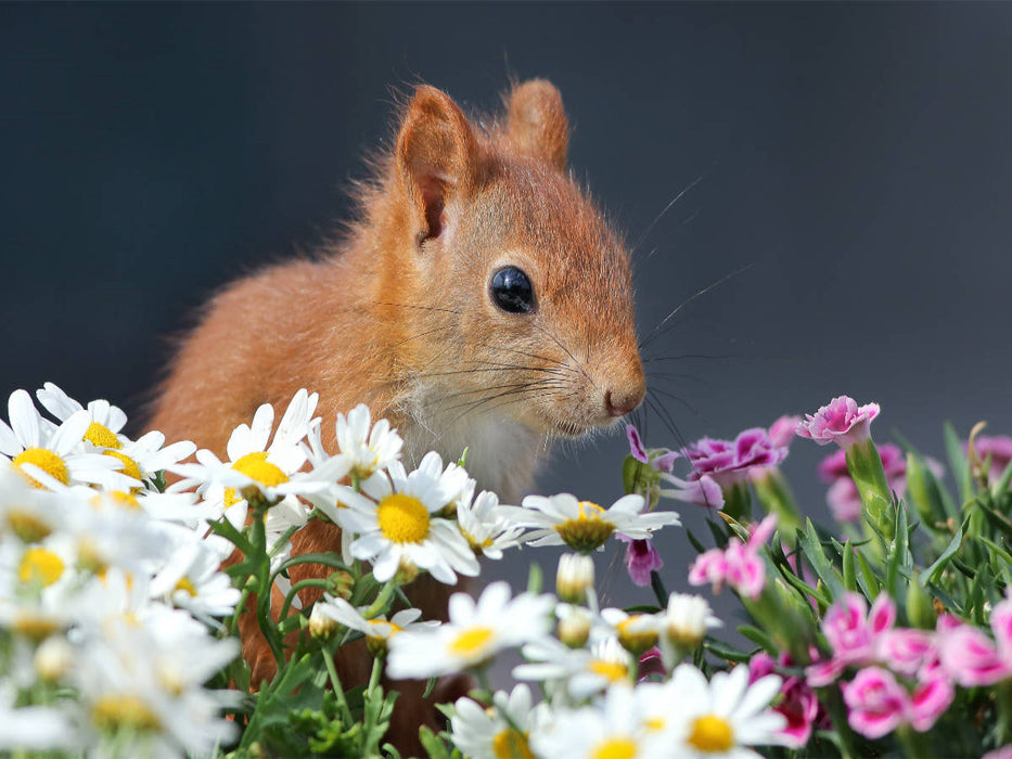 Chibs das Blumenhörnchen - CALVENDO Foto-Puzzle'