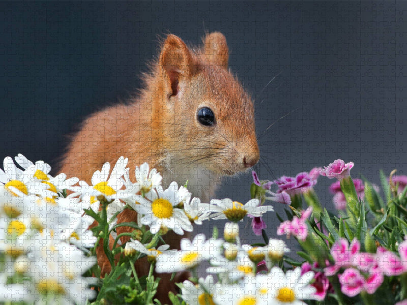 Chibs das Blumenhörnchen - CALVENDO Foto-Puzzle'