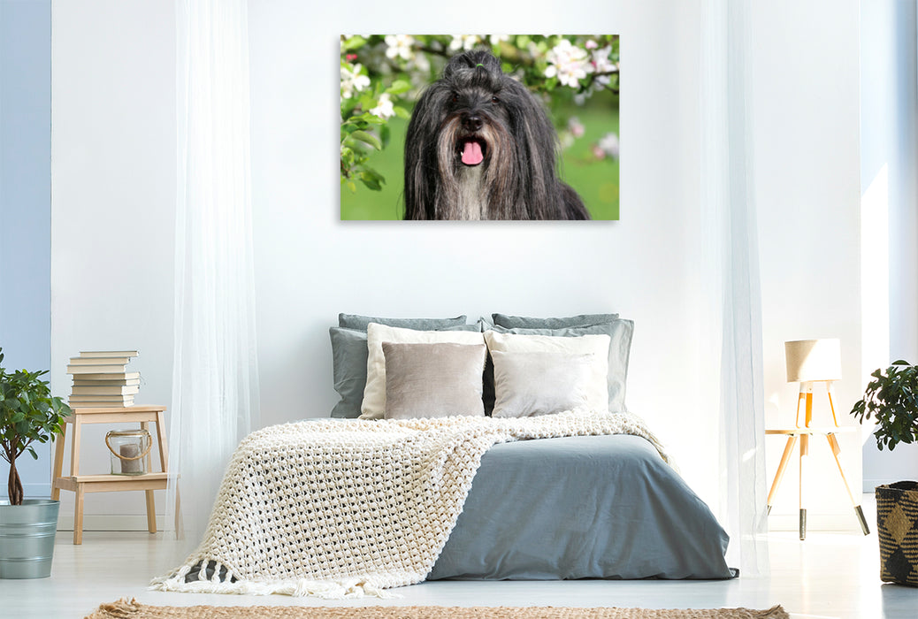 Premium Textil-Leinwand Premium Textil-Leinwand 120 cm x 80 cm quer Ein Motiv aus dem Kalender Tibet Terrier Theo