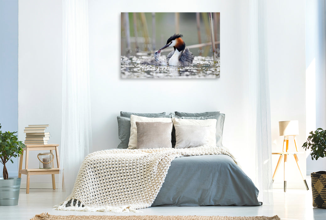 Premium textile canvas Premium textile canvas 120 cm x 80 cm landscape Great Crested Grebe (Podiceps cristatus) 