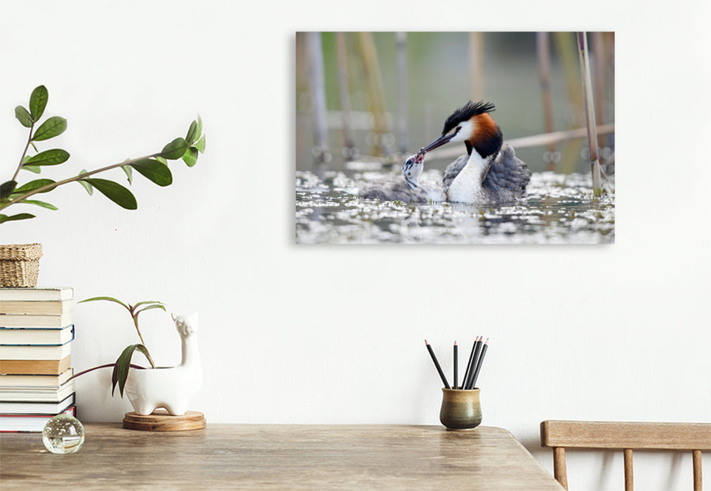 Premium textile canvas Premium textile canvas 120 cm x 80 cm landscape Great Crested Grebe (Podiceps cristatus) 