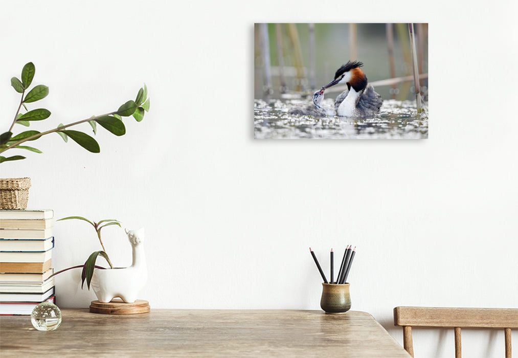 Premium textile canvas Premium textile canvas 120 cm x 80 cm landscape Great Crested Grebe (Podiceps cristatus) 