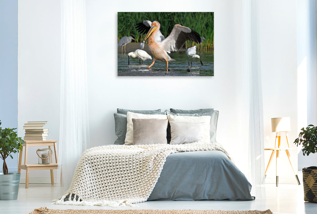 Premium textile canvas Premium textile canvas 120 cm x 80 cm landscape Great White Pelican (Pelecanus onocrotalus) 