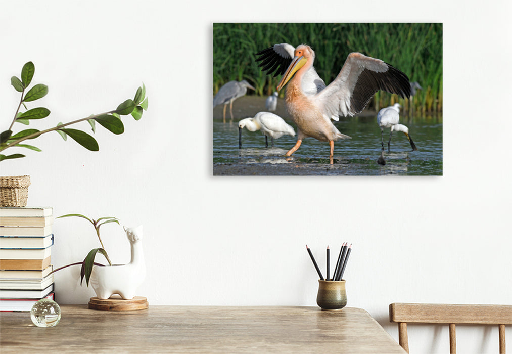 Premium textile canvas Premium textile canvas 120 cm x 80 cm landscape Great White Pelican (Pelecanus onocrotalus) 