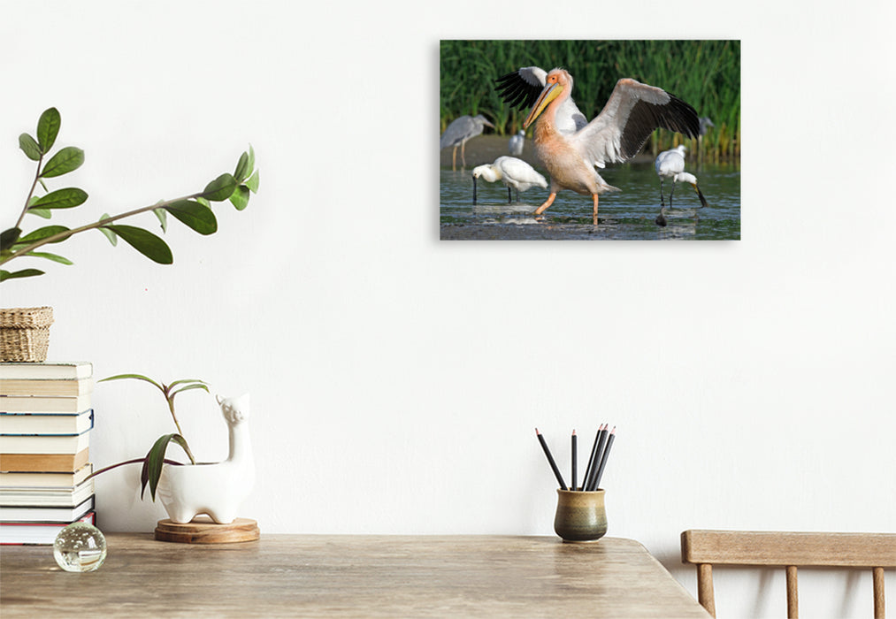 Premium textile canvas Premium textile canvas 120 cm x 80 cm landscape Great White Pelican (Pelecanus onocrotalus) 