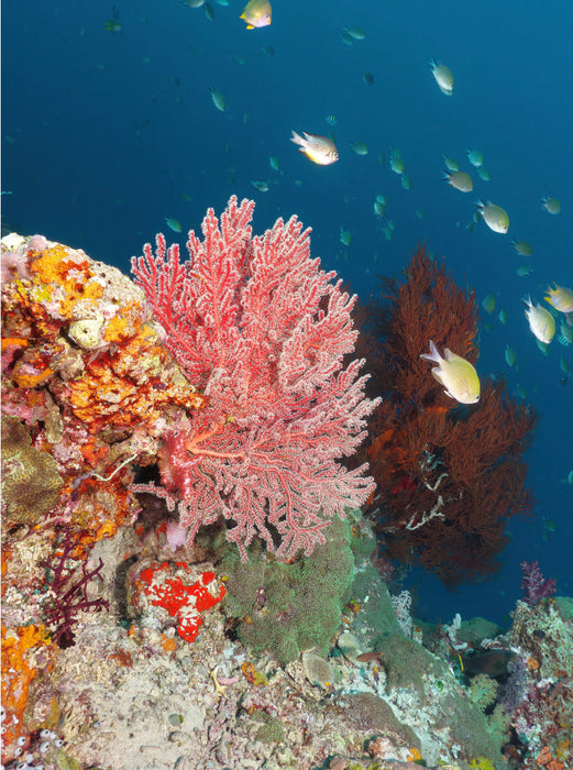 Colorful underwater world - CALVENDO photo puzzle 