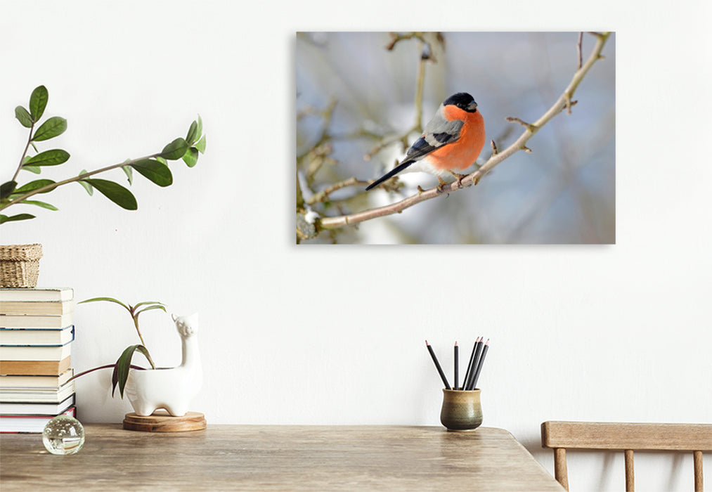 Premium textile canvas Premium textile canvas 120 cm x 80 cm landscape Bullfinch (Pyrrhula pyrrhula) 