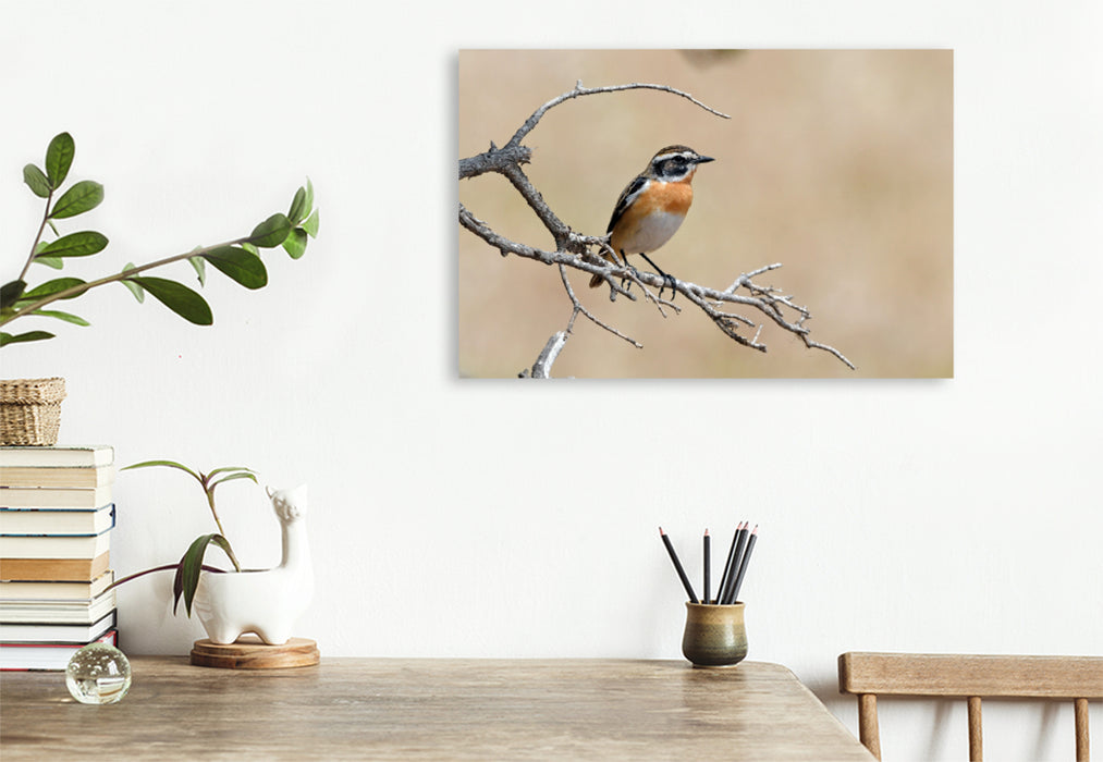 Premium textile canvas Premium textile canvas 90 cm x 60 cm landscape Whinchat (Saxicola rubetra) 