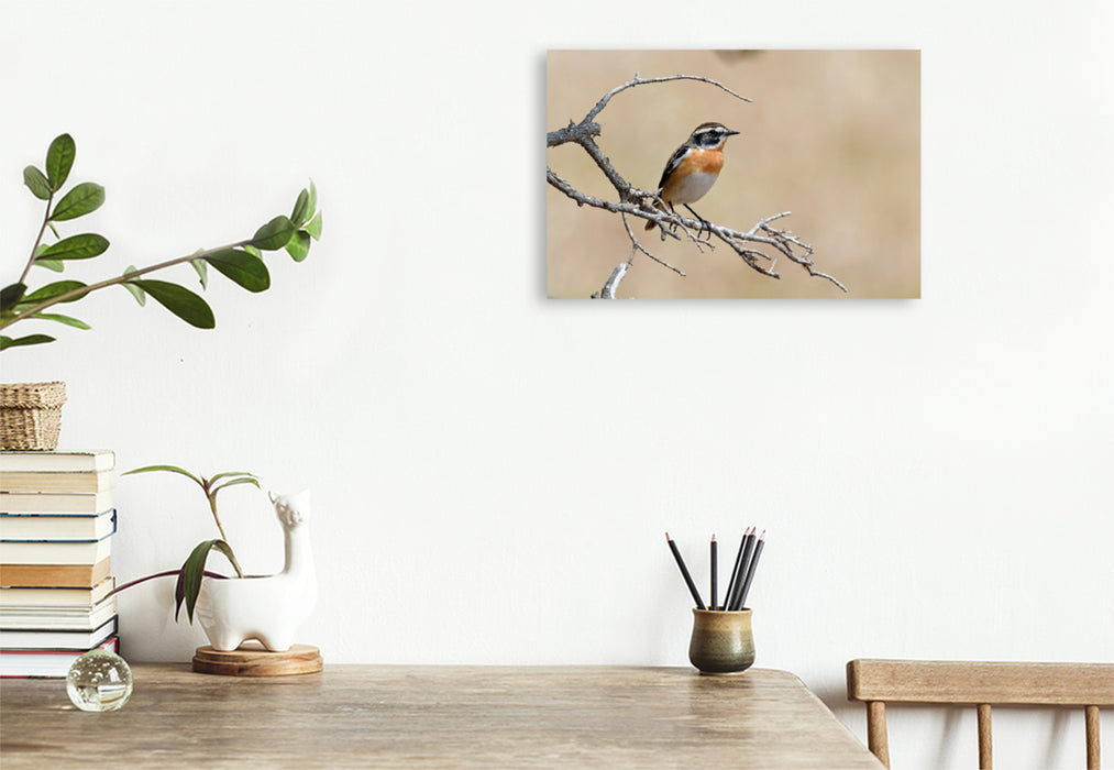 Premium textile canvas Premium textile canvas 90 cm x 60 cm landscape Whinchat (Saxicola rubetra) 