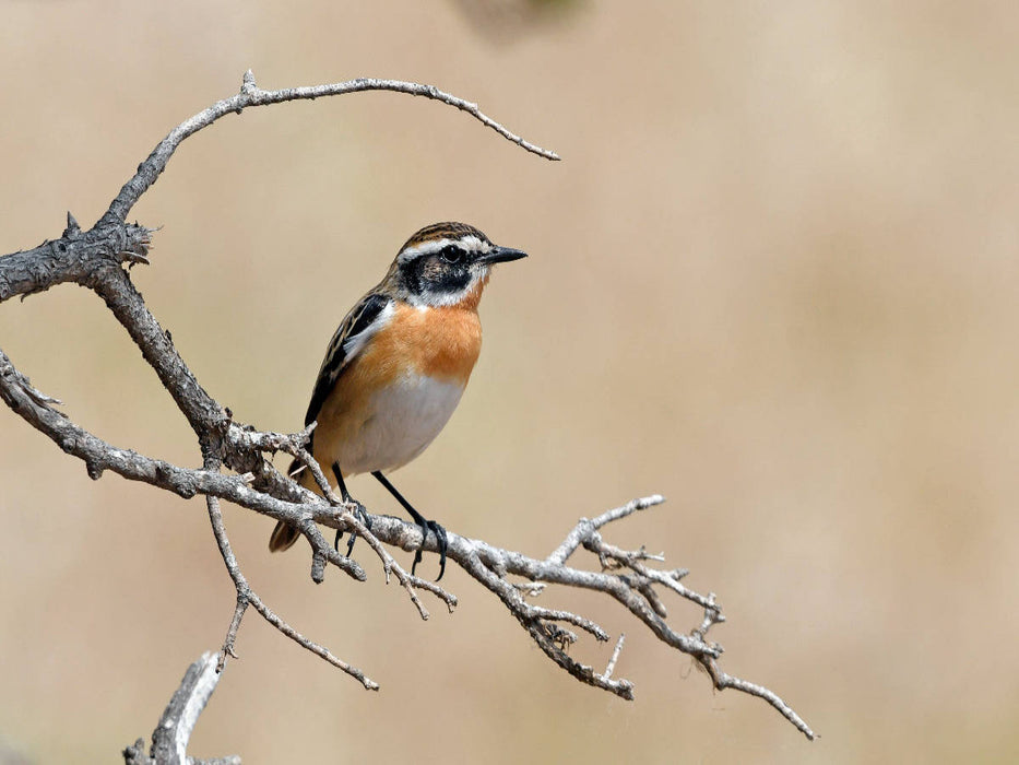 Braunkehlchen (Saxicola rubetra) - CALVENDO Foto-Puzzle'