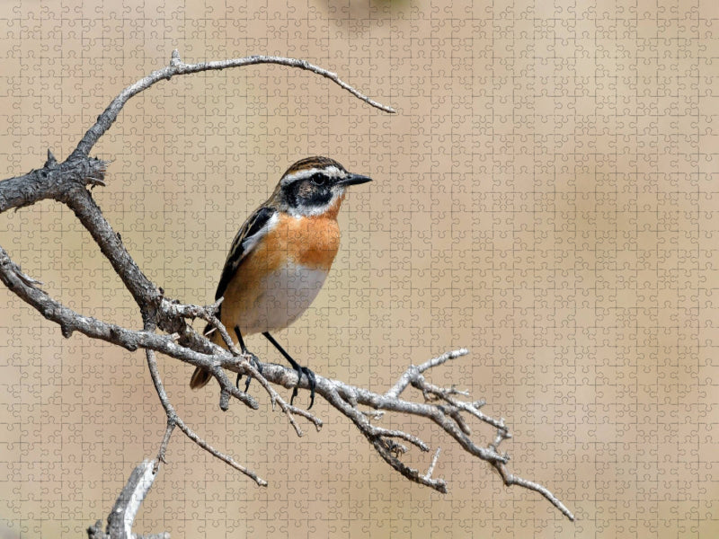 Braunkehlchen (Saxicola rubetra) - CALVENDO Foto-Puzzle'