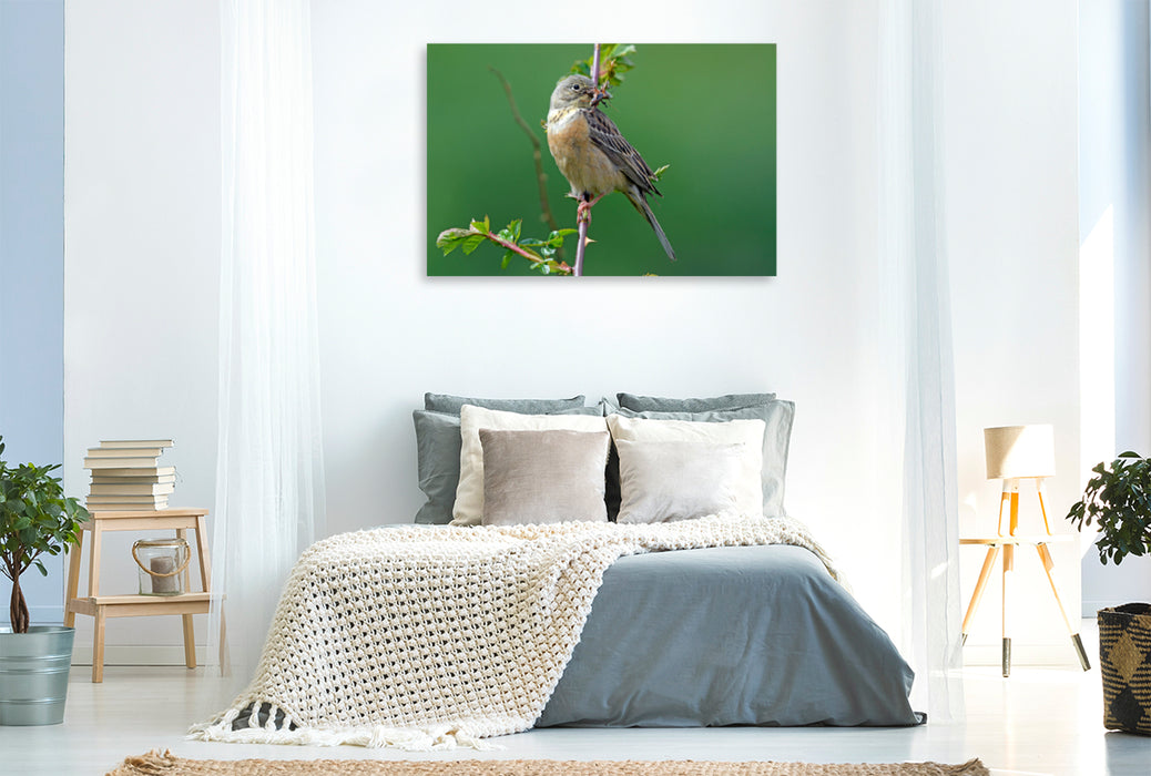 Premium textile canvas Premium textile canvas 120 cm x 80 cm landscape Ortolan (Emberiza hortulana) 