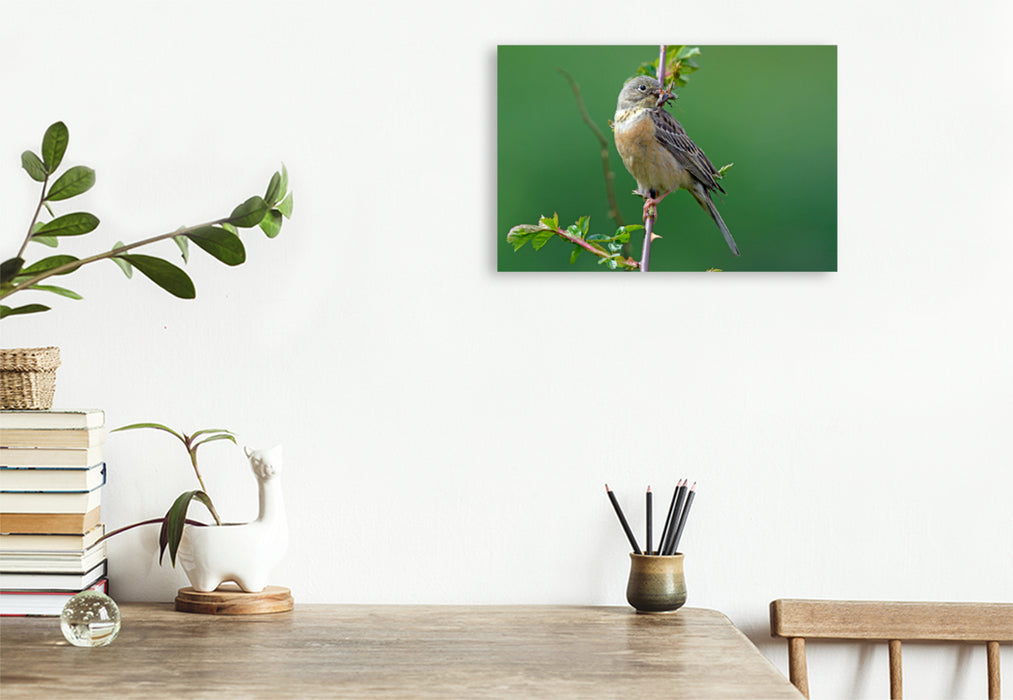 Premium textile canvas Premium textile canvas 120 cm x 80 cm landscape Ortolan (Emberiza hortulana) 