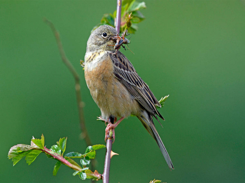 Ortolan (Emberiza hortulana) - CALVENDO Foto-Puzzle'