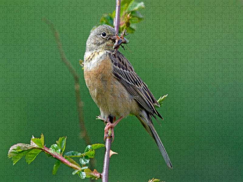 Ortolan (Emberiza hortulana) - CALVENDO Foto-Puzzle'
