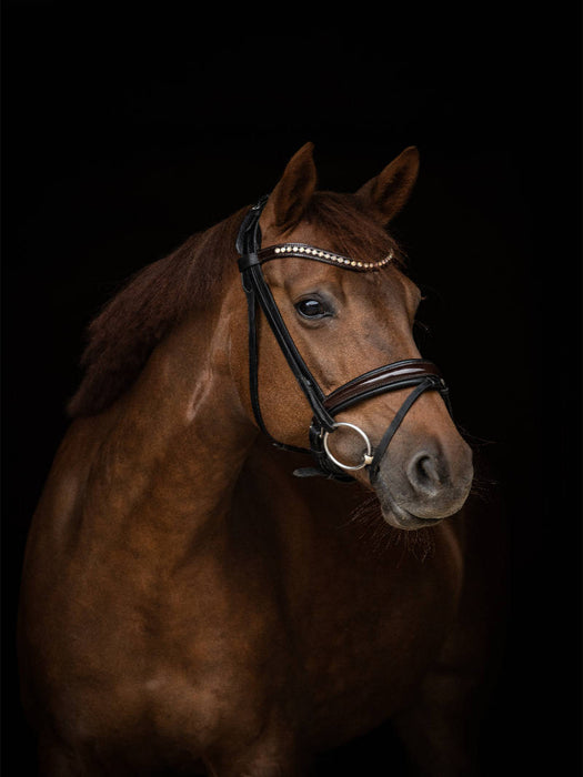 Oldenburger Warmblut - CALVENDO Foto-Puzzle'