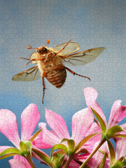 Junikäfer (Amphimallon solstitiale) - CALVENDO Foto-Puzzle'