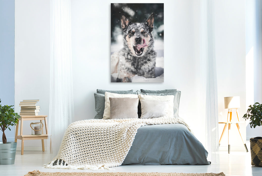 Premium Textil-Leinwand Premium Textil-Leinwand 80 cm x 120 cm  hoch Kalter Winter und farblicher Australian Shepherd