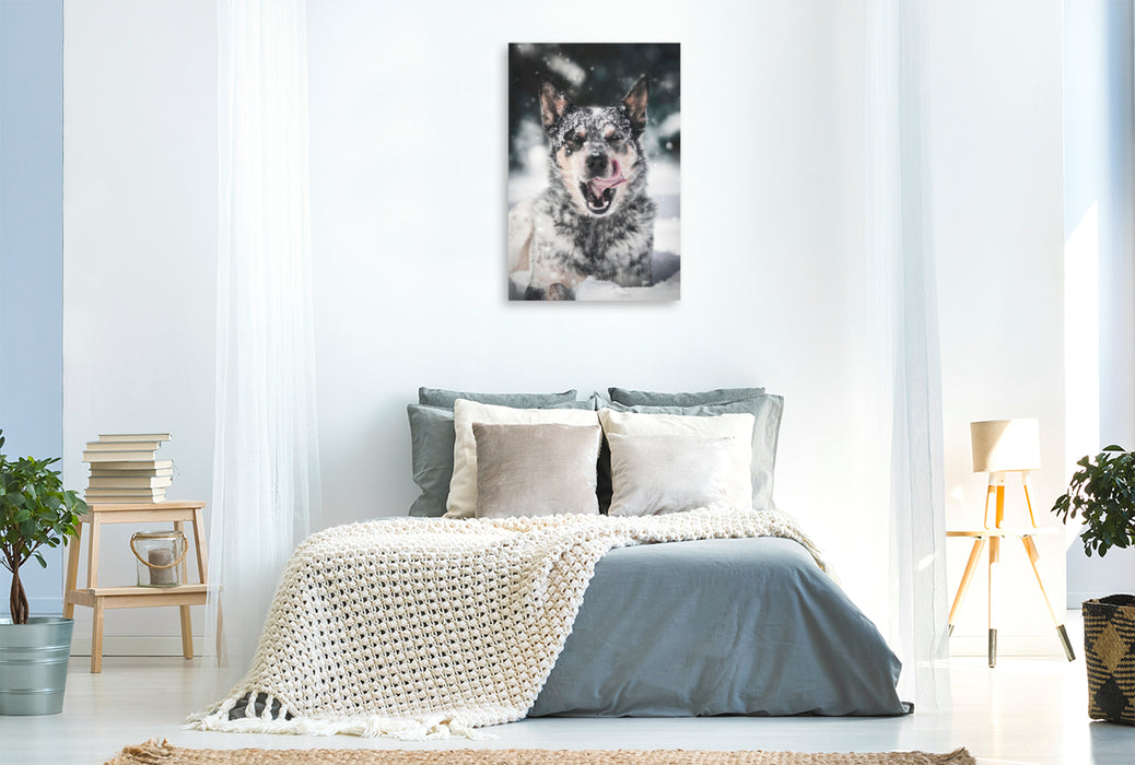 Premium Textil-Leinwand Premium Textil-Leinwand 80 cm x 120 cm  hoch Kalter Winter und farblicher Australian Shepherd