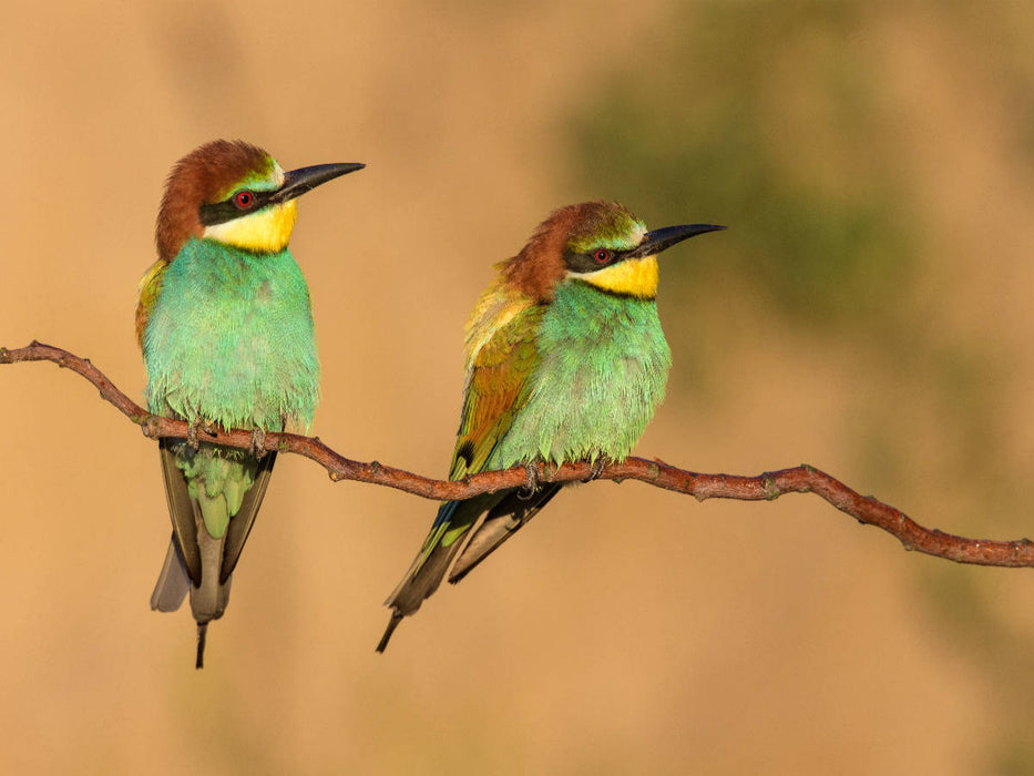 Bienenfresser-Pärchen - CALVENDO Foto-Puzzle'