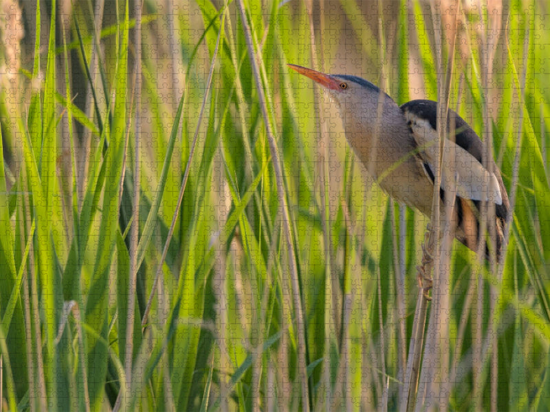 Zwergdommel im Schilf - CALVENDO Foto-Puzzle'