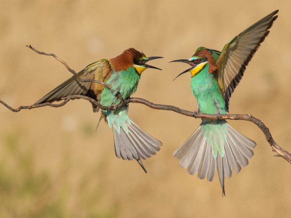 Ein Motiv aus dem Kalender Vogelwelt Südeuropas - CALVENDO Foto-Puzzle'