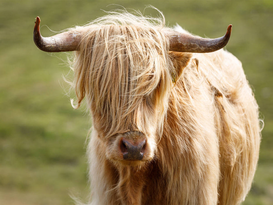 Schottische Highland Kuh - CALVENDO Foto-Puzzle'