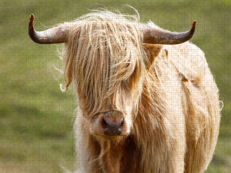 Schottische Highland Kuh - CALVENDO Foto-Puzzle'