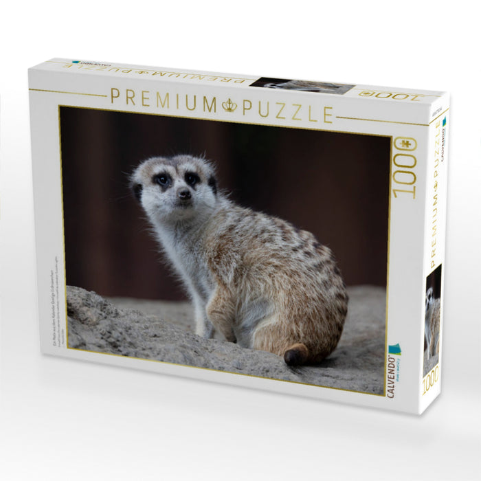 Ein Motiv aus dem Kalender Quirlige Erdmännchen - CALVENDO Foto-Puzzle'