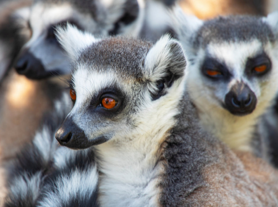 Les lémuriens, les doux habitants de Madagascar - Puzzle photo CALVENDO 