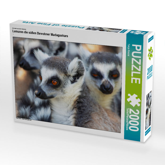 Les lémuriens, les doux habitants de Madagascar - Puzzle photo CALVENDO 