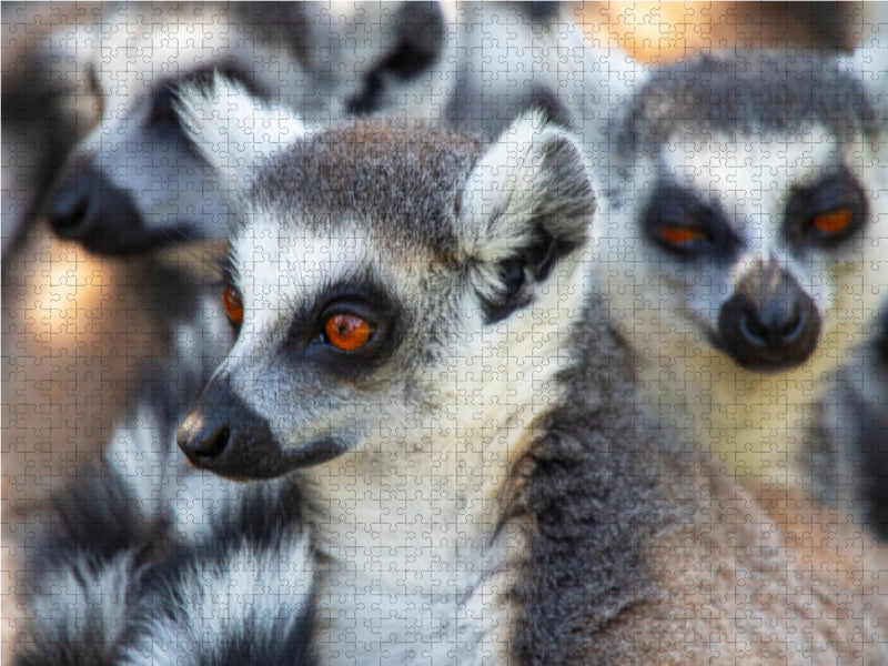 Les lémuriens, les doux habitants de Madagascar - Puzzle photo CALVENDO 