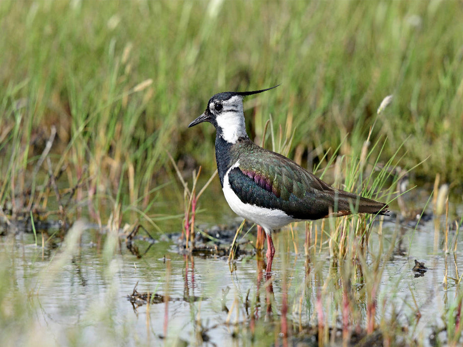 Kiebitz (Vanellus vanellus) - CALVENDO Foto-Puzzle'