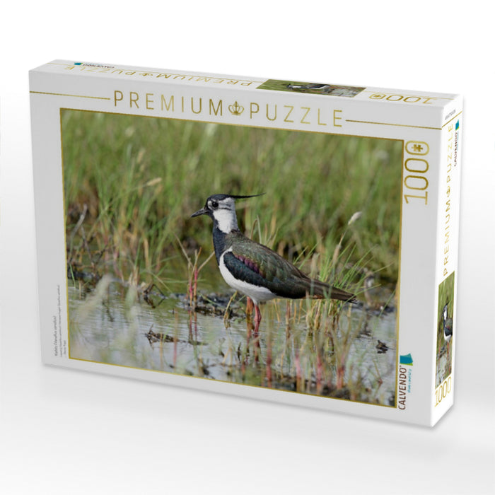 Kiebitz (Vanellus vanellus) - CALVENDO Foto-Puzzle'