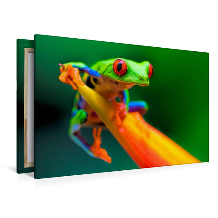 Premium Textil-Leinwand Rotaugenlaubfrosch