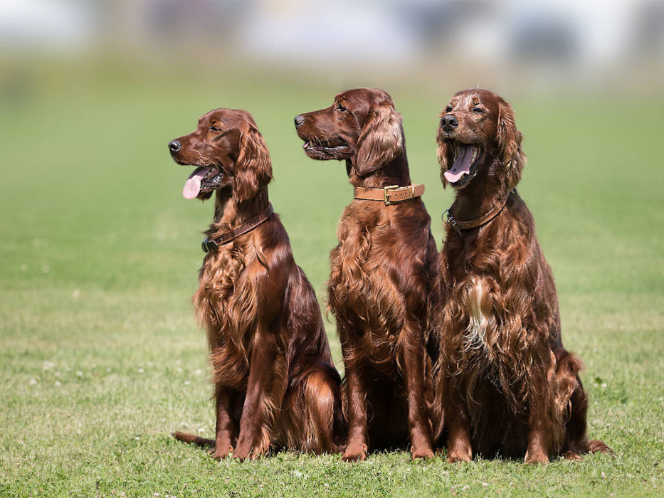 3 Irish Setter - CALVENDO Foto-Puzzle'