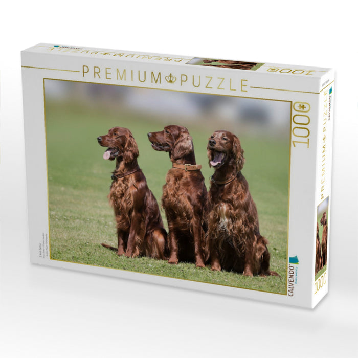 3 Irish Setter - CALVENDO Foto-Puzzle'
