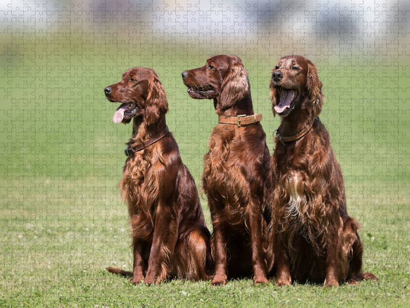 3 Irish Setter - CALVENDO Foto-Puzzle'