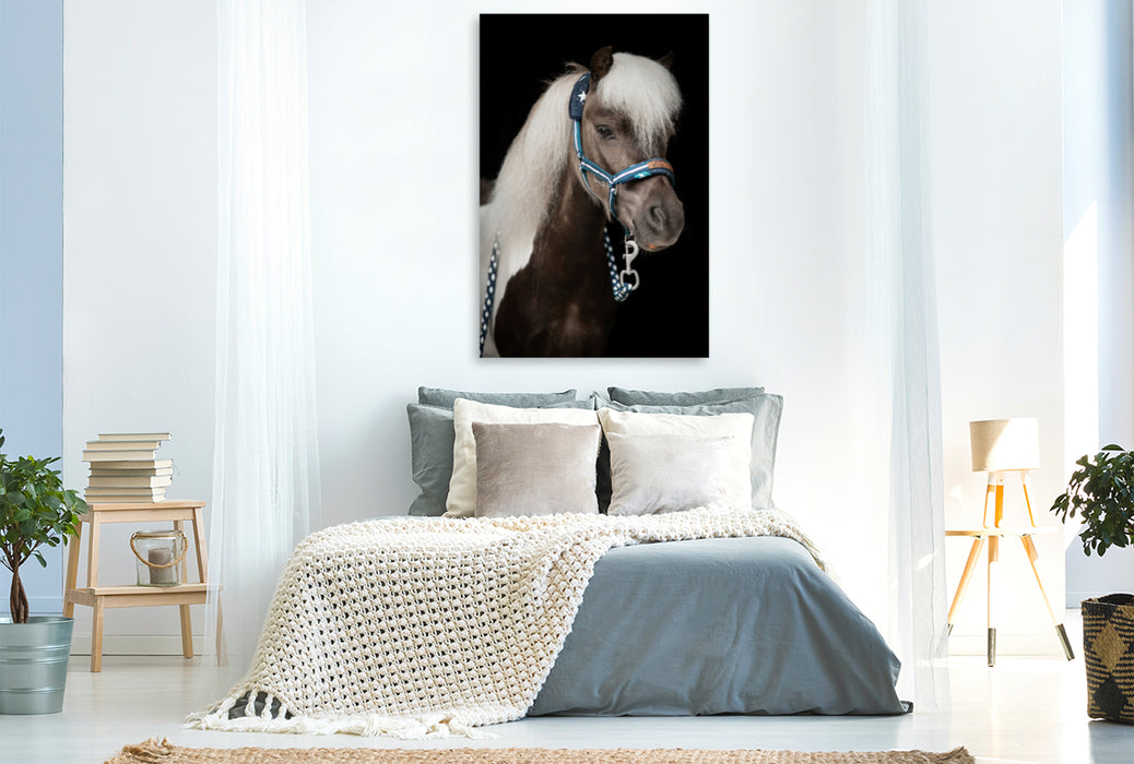 Premium Textil-Leinwand Premium Textil-Leinwand 80 cm x 120 cm  hoch Shetland Pony