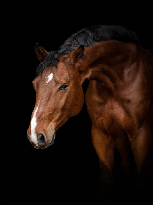 Würtemberger Warmblut - CALVENDO Foto-Puzzle'