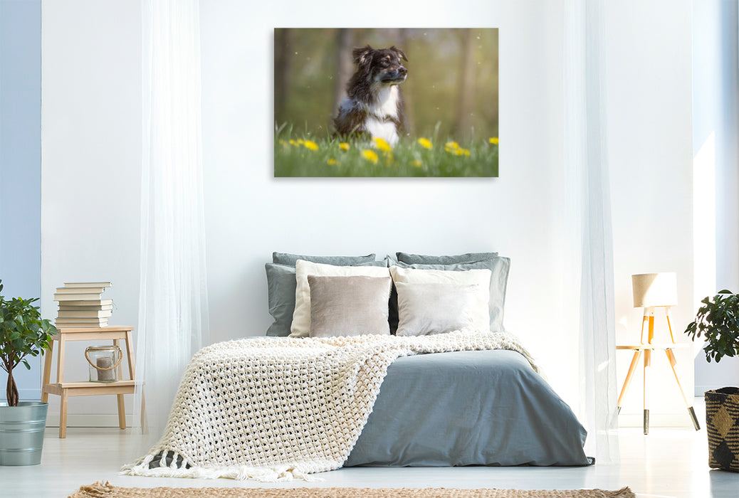 Premium Textil-Leinwand Premium Textil-Leinwand 120 cm x 80 cm quer Australian Shepherd im Löwenzahn