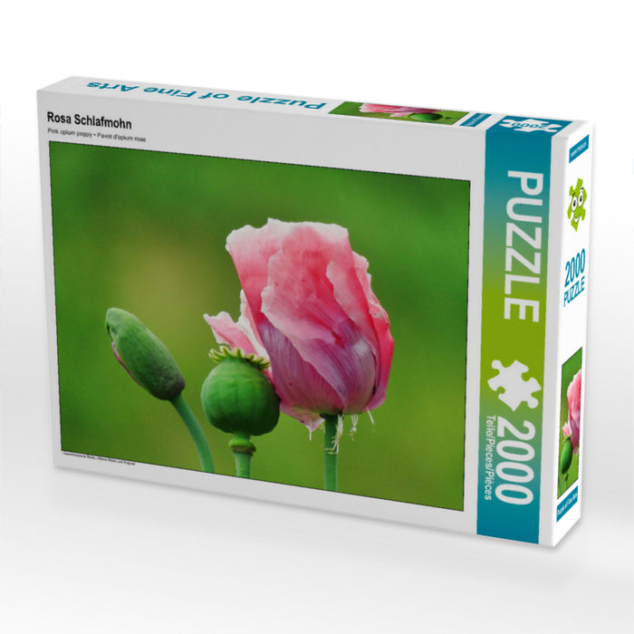 Rosa Schlafmohn 2000 Teile Puzzle quer - CALVENDO Foto-Puzzle'
